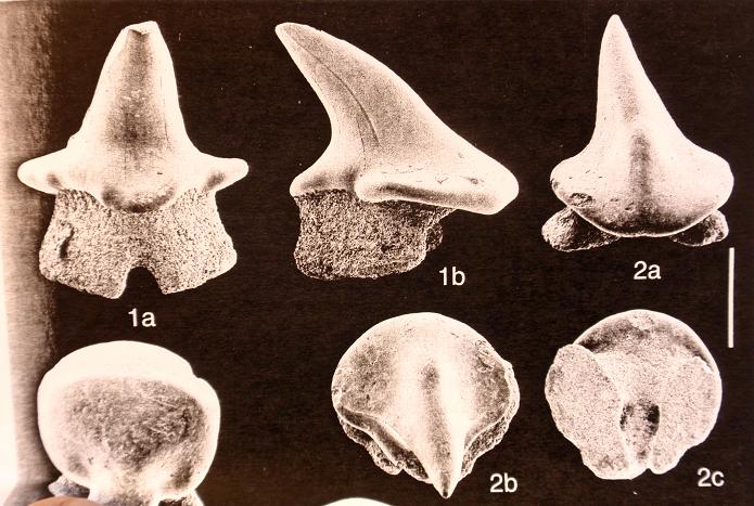 Razze del pliocene piemontese 3 e 4: Raja sp.